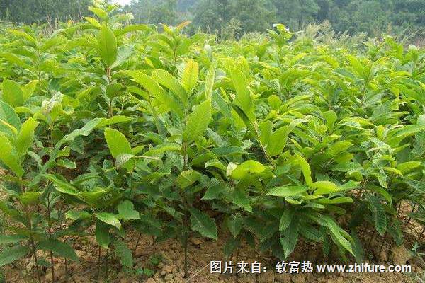 板栗种植技术