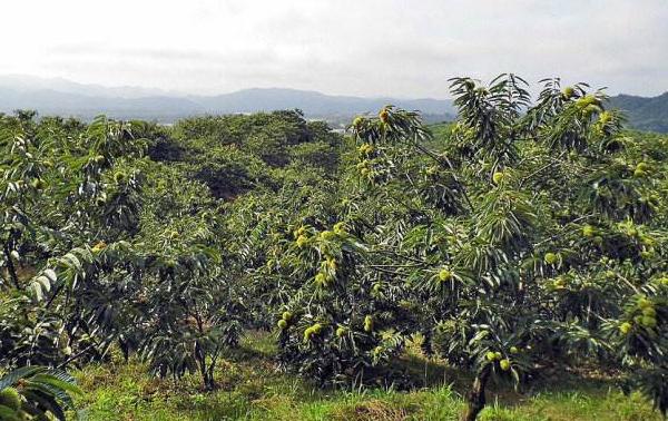 板栗种植技术视频