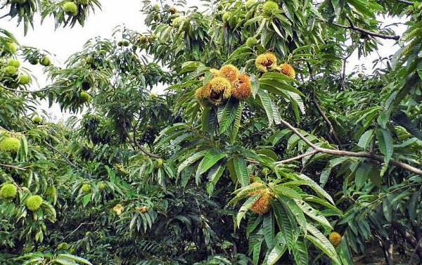 板栗种植技术视频