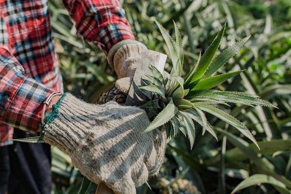 神湾菠萝价格多少钱一斤