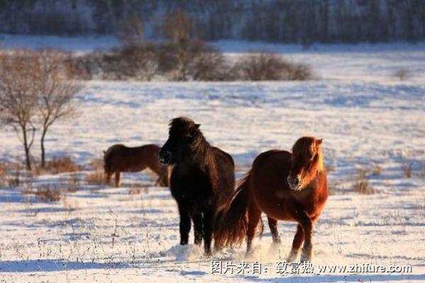 2018养马赚钱吗？养马的利润与投资成本及前景预测