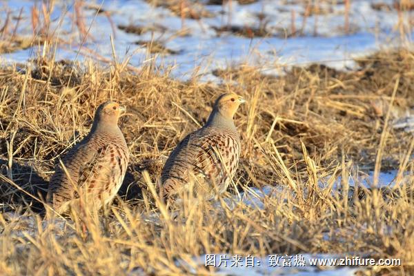 2018养鹌鹑赚钱吗？鹌鹑养殖的利润与投资成本及前景预测