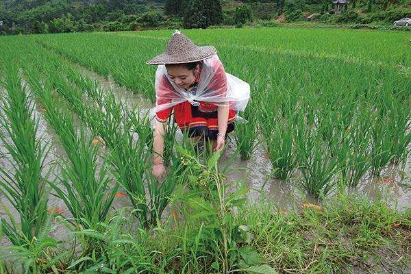 稻田养蟹的好处有哪些？稻田养蟹技术