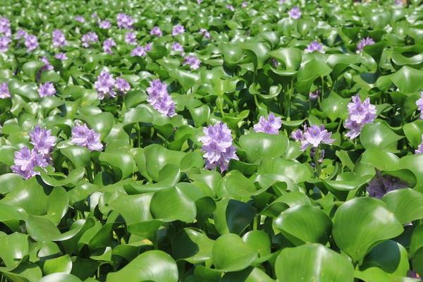 变废为宝水葫芦养鹅致富