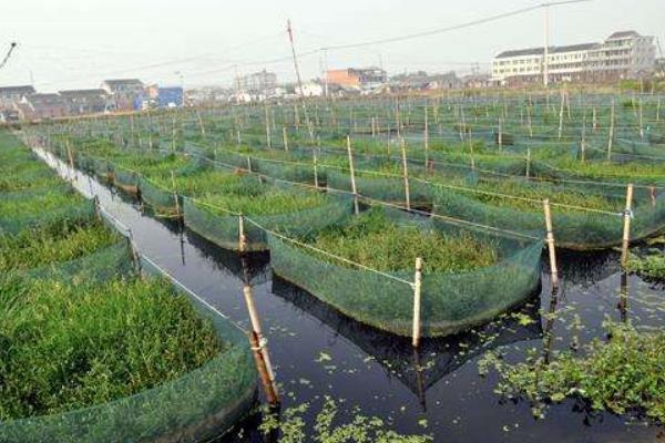 水泥池养黄鳝怎么养？有哪些需要注意的？