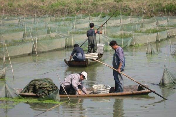 水泥池养黄鳝怎么养？有哪些需要注意的？