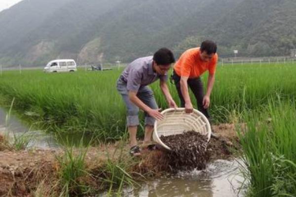 2018养泥鳅赚钱吗？泥鳅养殖的利润与投资成本及前景预测