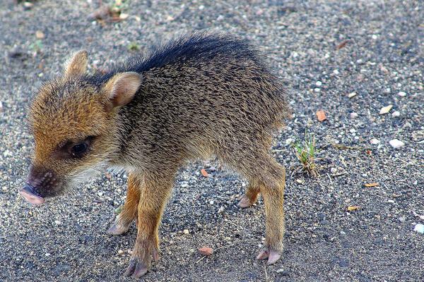 2018养野猪赚钱吗？野猪养殖的利润与投资成本及前景预测