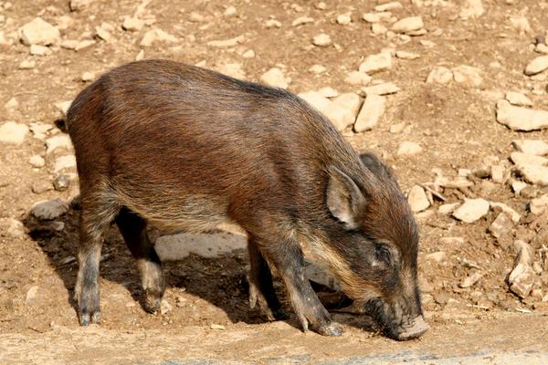 2018养野猪赚钱吗？野猪养殖的利润与投资成本及前景预测