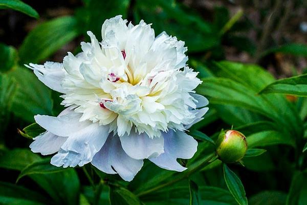 种白芍每亩收入近万元