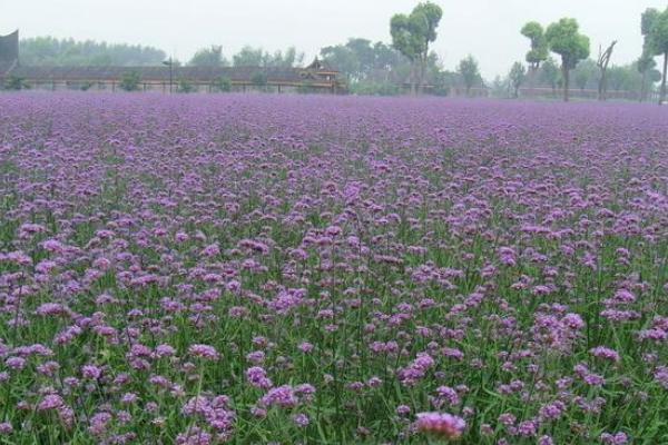 柳叶马鞭草种子价格多少钱一斤