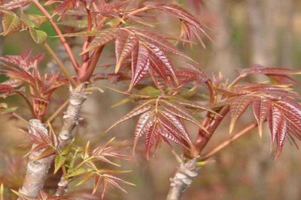 2015种香椿赚钱吗？2015香椿种植前景及市场价格分析