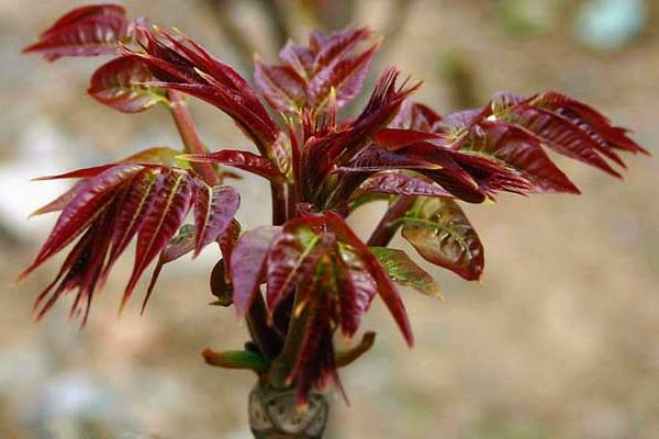 2015种香椿赚钱吗？2015香椿种植前景及市场价格分析