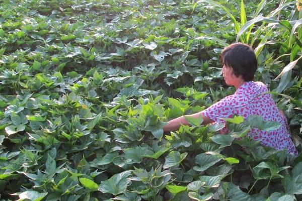 2018种红薯赚钱吗？红薯种植的利润与投资成本及前景预测