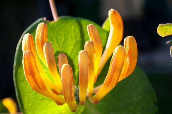 金银花什么时候季节种植最好