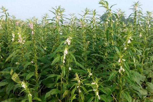 2018种芝麻赚钱吗？芝麻种植的利润与投资成本及前景预测