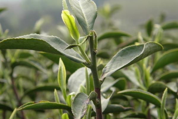 2018种茶树赚钱吗？茶树种植的利润与投资成本及前景预测