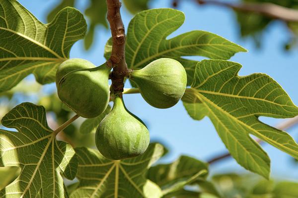 2018种无花果赚钱吗？无花果种植的利润与投资成本及前景预测