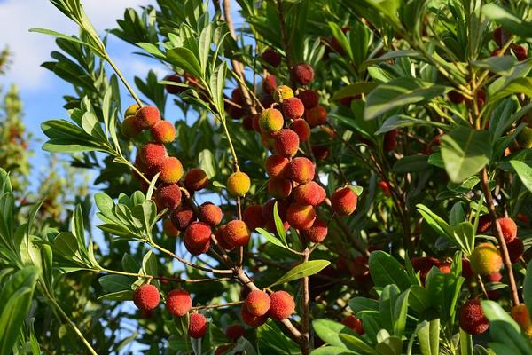 2018种杨梅赚钱吗？杨梅种植的利润与投资成本及前景预测