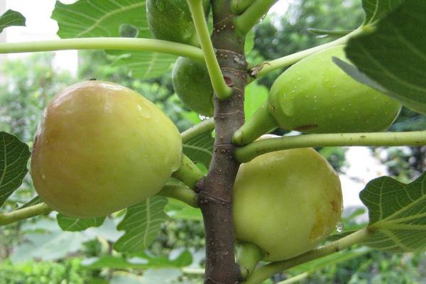 种一亩无花果能赚多少钱？种无花果的成本和利润