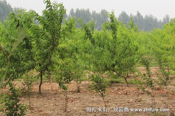 桃树科学种植技术视频