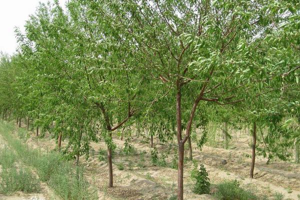 桃树科学种植技术视频