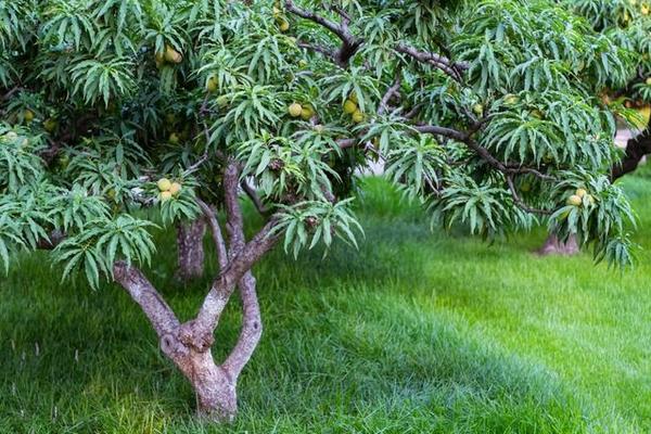 桃树科学种植技术视频