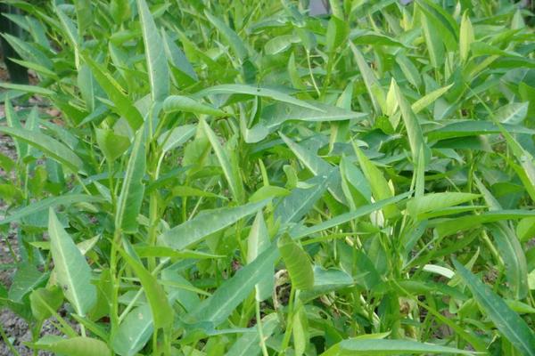 2018种空心菜赚钱吗？空心菜种植的利润与投资成本及前景预测