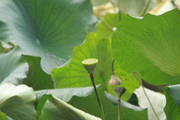 2018种莲藕赚钱吗？莲藕种植的利润与投资成本及前景预测