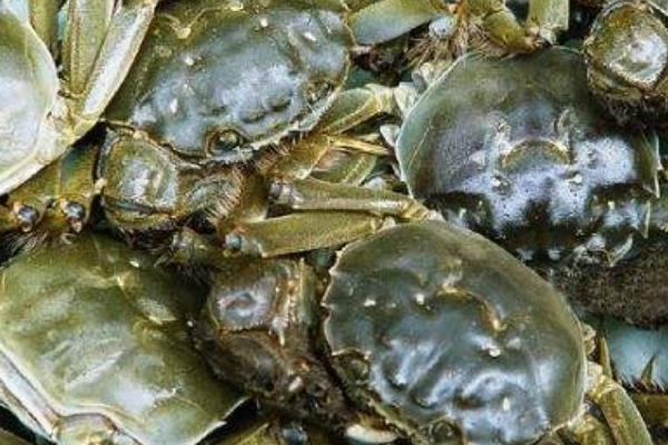 养一亩河蟹能赚多少钱？养河蟹的成本和利润
