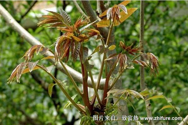 香椿种植技术
