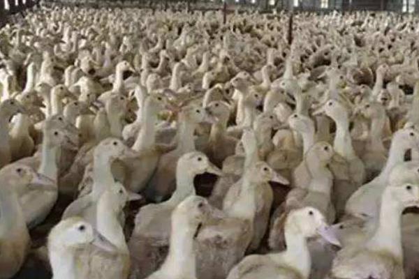 养1000只肉鸭能赚多少钱？养肉鸭的成本和利润