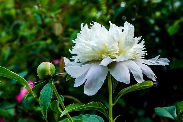 带你了解白芍的综合市场分析