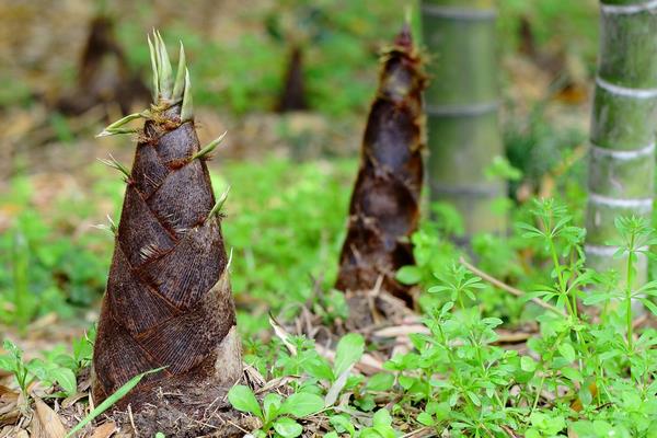 竹笋种植条件和方法