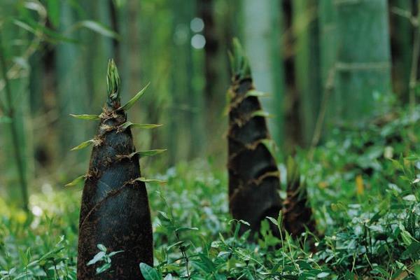 竹笋种植条件和方法