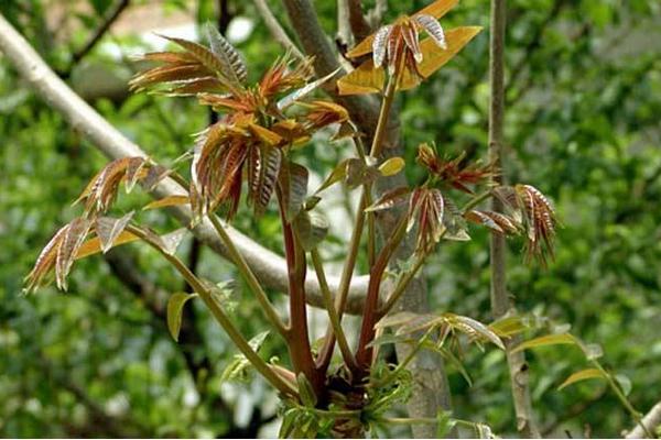 香椿科学种植技术