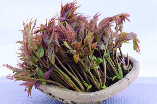 如何种植香椿