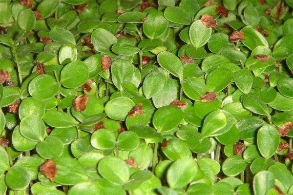 香椿苗种植方法 致富热 香椿苗种植方法 致富热