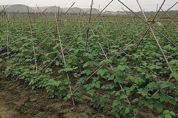 2018种豆角赚钱吗？豆角种植的利润与投资成本及前景预测