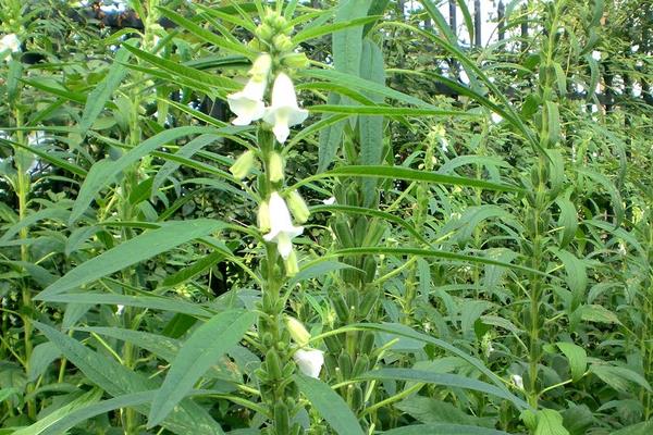 芝麻枯萎病和茎点枯病的科学防治