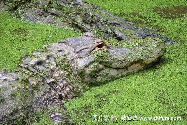 养鳄鱼要办养殖许可证吗？鳄鱼养殖许可证怎么办？