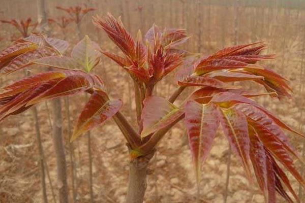 香椿芽一年四季都能生产吗？