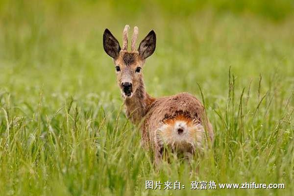 狍子全身是宝 但选种需谨慎