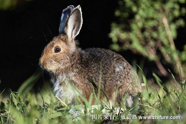 野兔冬季养殖管理要点