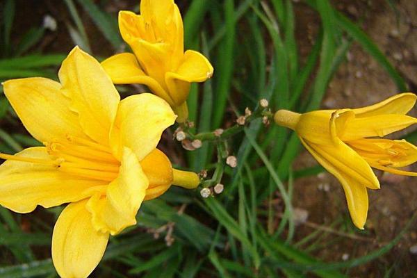 2018种黄花菜赚钱吗？黄花菜种植的利润与投资成本及前景预测
