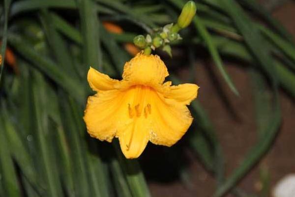 2018种黄花菜赚钱吗？黄花菜种植的利润与投资成本及前景预测