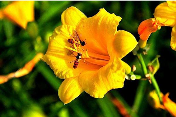 2018种黄花菜赚钱吗？黄花菜种植的利润与投资成本及前景预测