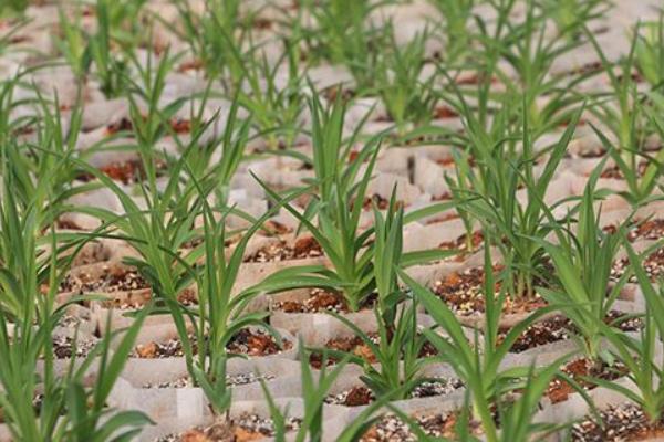 2018种黄花菜赚钱吗？黄花菜种植的利润与投资成本及前景预测