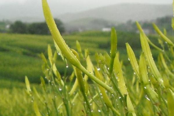2018种黄花菜赚钱吗？黄花菜种植的利润与投资成本及前景预测
