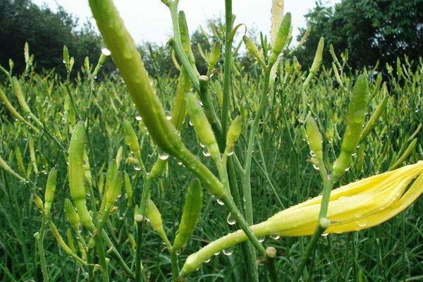 2018种黄花菜赚钱吗？黄花菜种植的利润与投资成本及前景预测